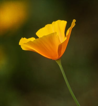 Californian Poppy