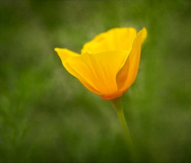 Californian Poppy
