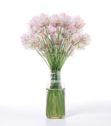 Chive Flowers, Still Life