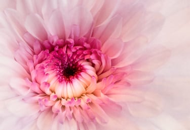 Chrysanthemum