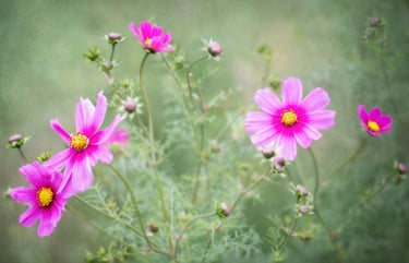 Pink Cosmos