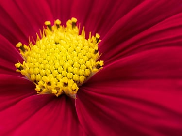 Red Cosmos