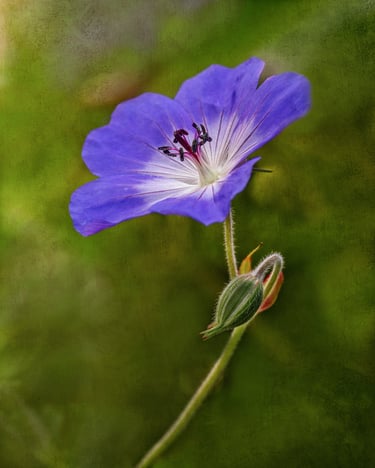 Cranesbill Geranium