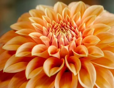 Dahlia