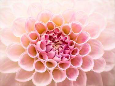Dahlia