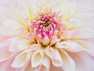 Dahlia