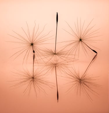 Dandelion Seeds Abstract