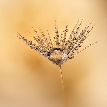 Dandelion and droplets refraction