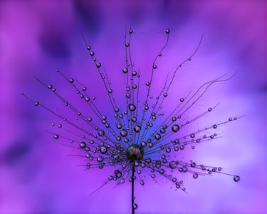 Dandelion and droplets refraction