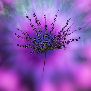 Dandelion and droplets refraction