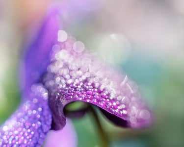 Morning Dew on Flower