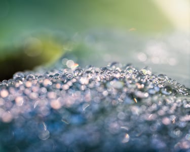 Morning Dew on Foliage