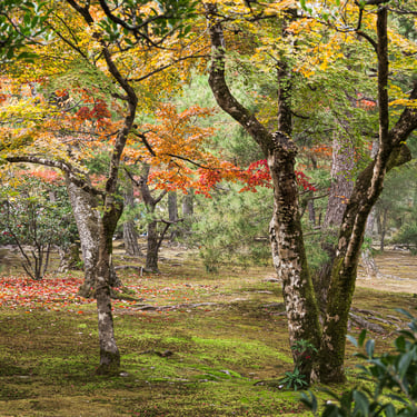 Autumn at the Golden Pavillion