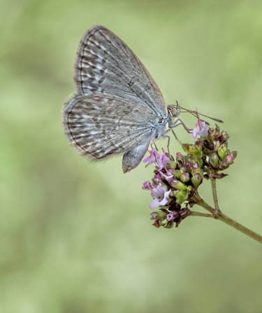 Common Blue Grass Butterfly