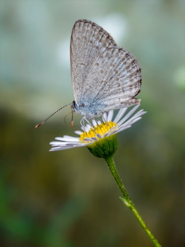 Common Grassblue Butterfly