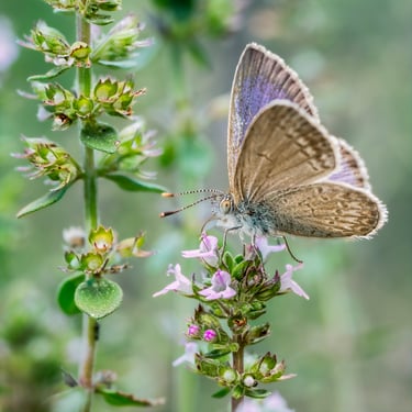 Common Grassblue Butterfly