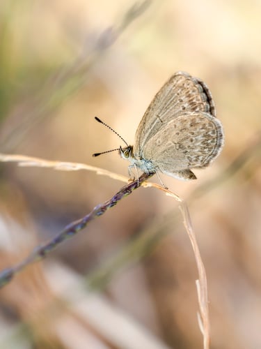 Common Grassblue Butterfly