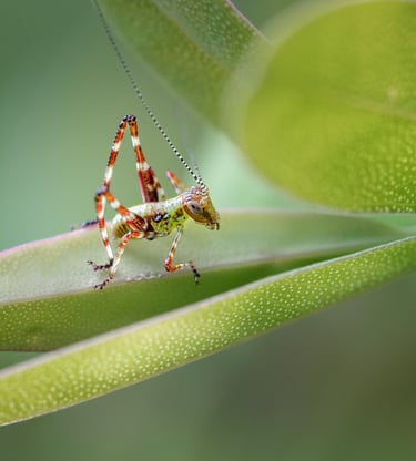Grasshopper Nymph