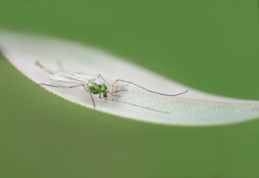 Green Midge