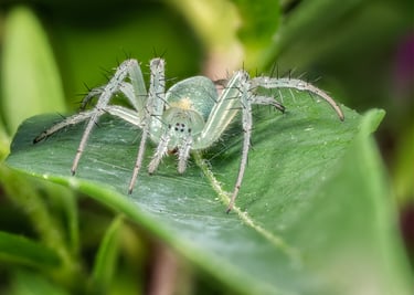Green Spider