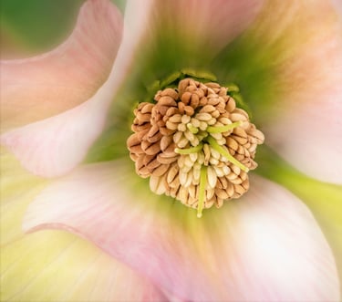 Hellebore
