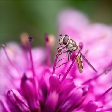 Hover Fly