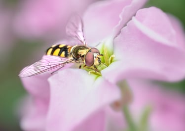 Hover Fly