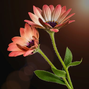 African Daisy