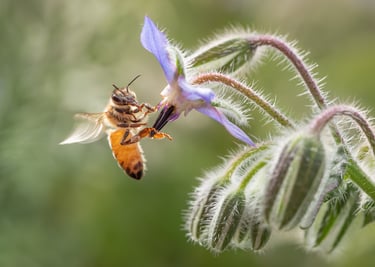 Bee on Borage