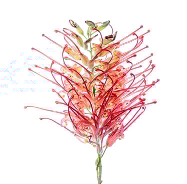 Grevillea