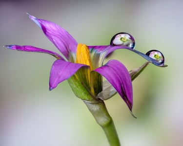 Micro Flower with Droplets