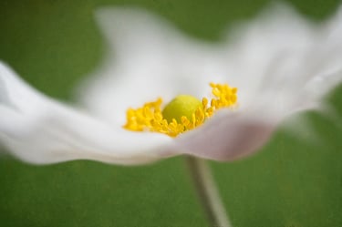 Japanese Wind Flower
