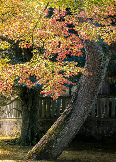 Japanese Maple. Kenrokuen