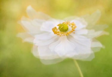 Japanese Wind Flower