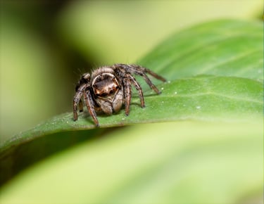 Jumping Spider