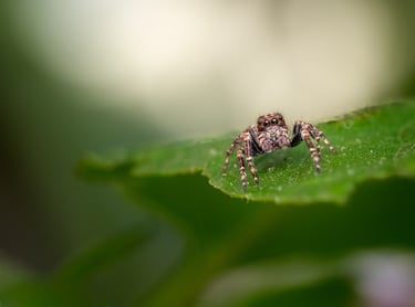 Jumping Spider