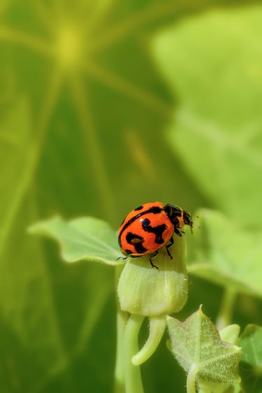 Lady Bug