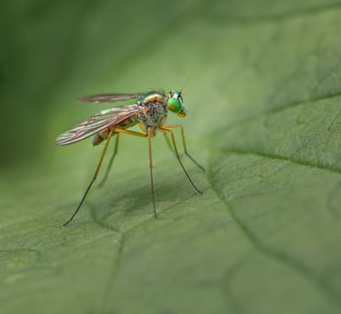 Long Legged Fly
