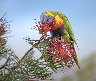 Rainbow Lorikeet