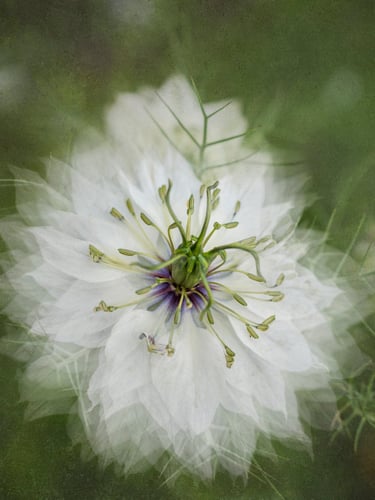 Nigella