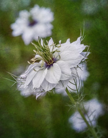 Nigella