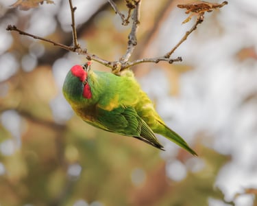 Musk Lorikeet