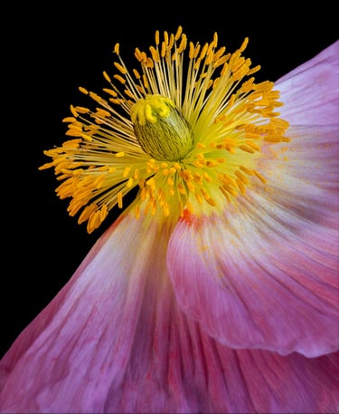 Poppy Stigma
