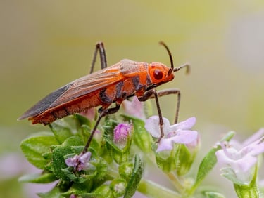 Leptocoris