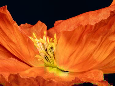Poppy Stigma