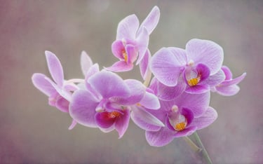 Orchids