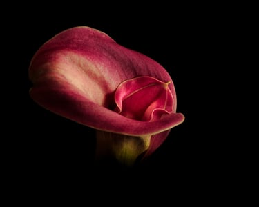 Red Calla Lily