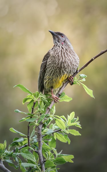 Red Wattlebird