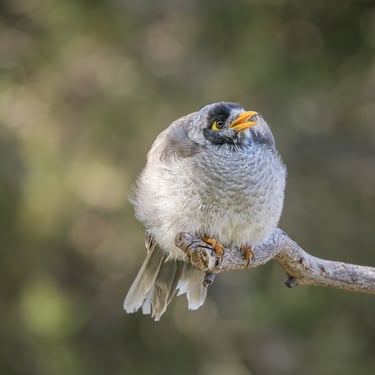 Noisy Miner