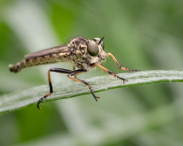 Robber Fly